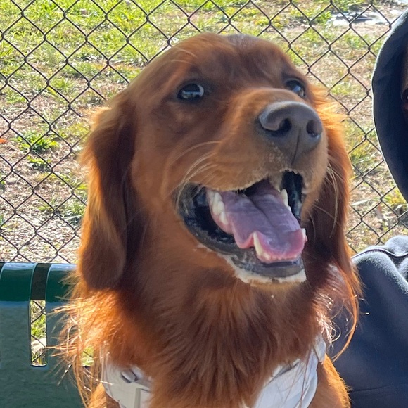 Meet your Posher, Lexy - Picture 1 of 1